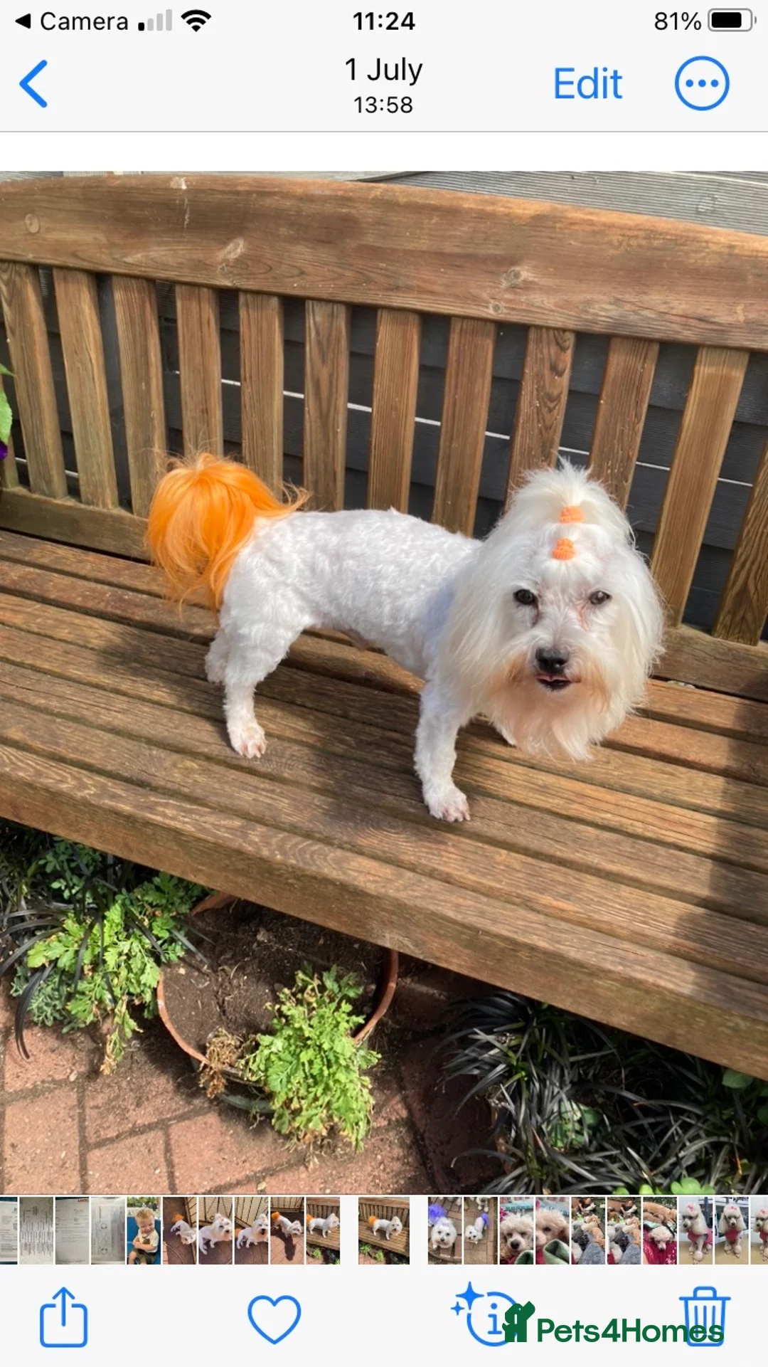 Toy Poodle dogs for stud: Stunning Maltese at Stud - NOt FOR SALE in Coventry - Advert 1