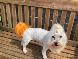 Toy Poodle dogs Stunning Maltese at Stud - NOt FOR SALE in Coventry - Advert 11