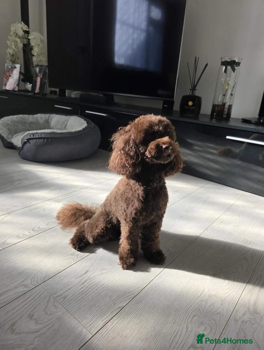 Toy Poodle dogs for sale: Toy poodles looking for a loving forever home - Advert 6