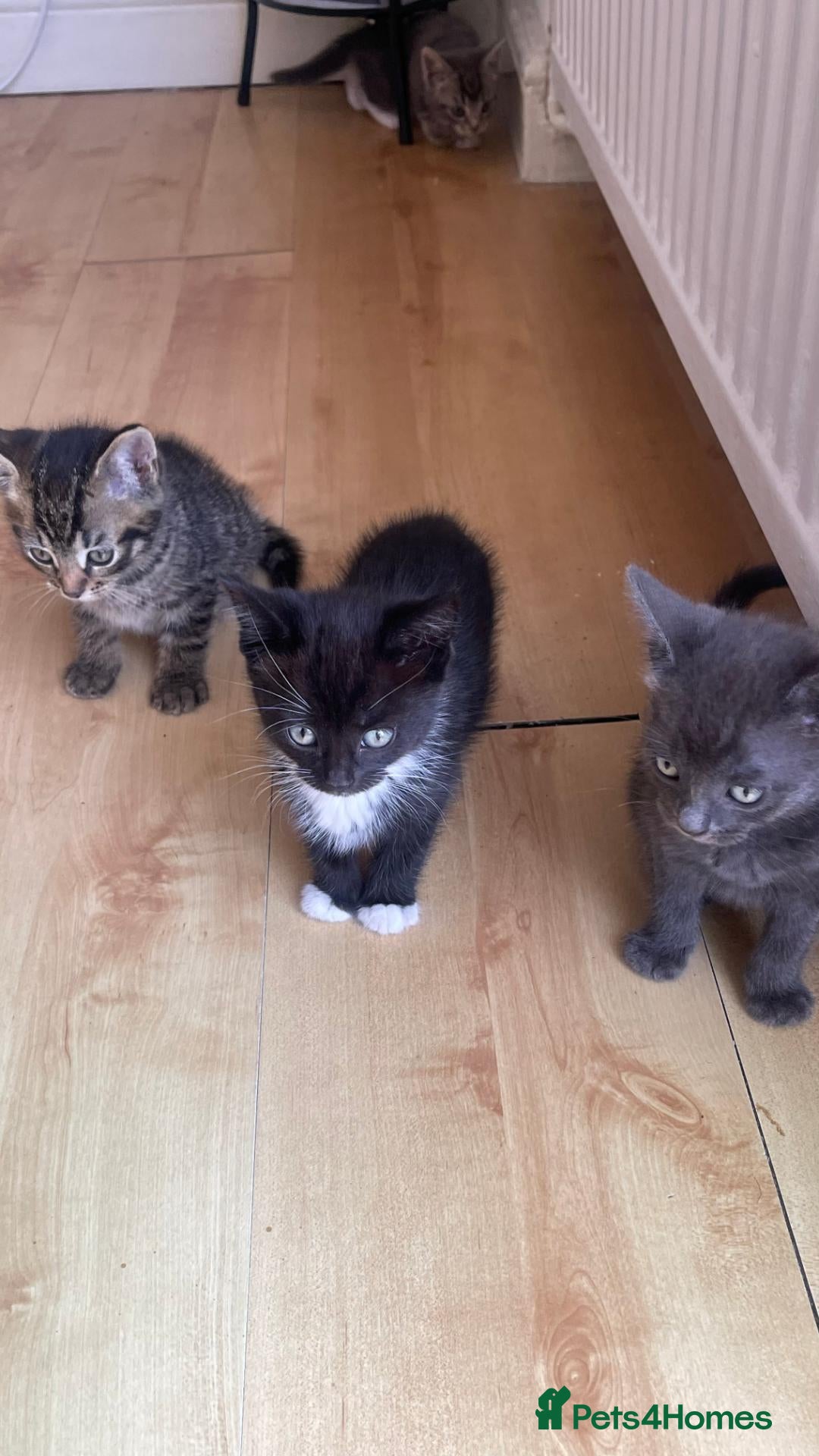 Mixed Breed cats 4 Adorable Kittens Ready for Forever Homes - Advert 5
