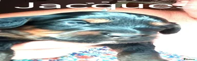 Cockapoo 4