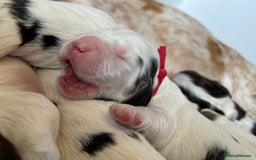Cocker Spaniel dogs for sale: KC Reg; Home Raised; Low COI; DNA CLEAR; Show Type - Image 22