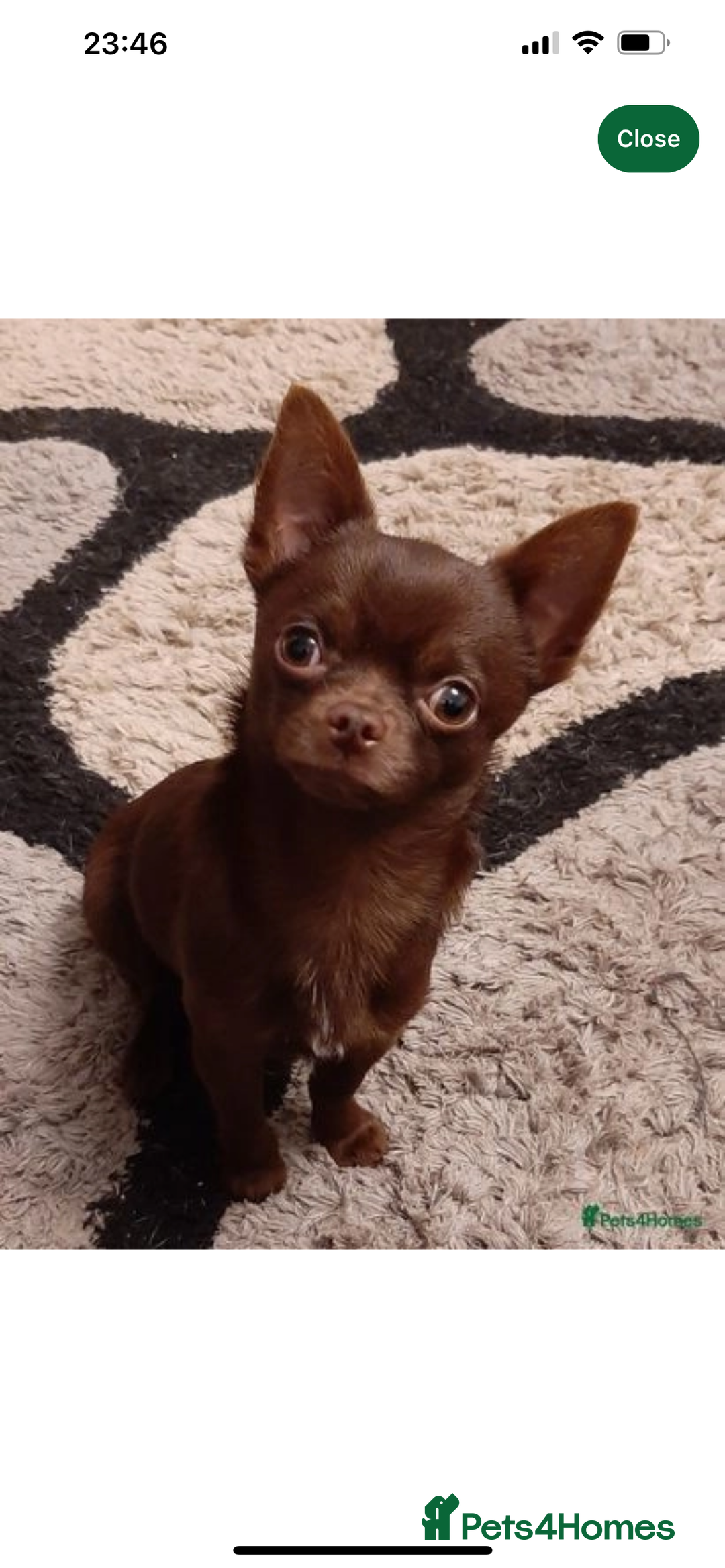 Chihuahua dogs for sale: KC Reg short-hair Chihuahua apple-headed puppies - Advert 13