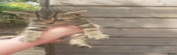 Bengal cats for sale: Bengal X kittens both parents owned by seller - Advert 6