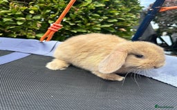 Mini Lop rabbits for sale: Purebred mini lop male - Image 3