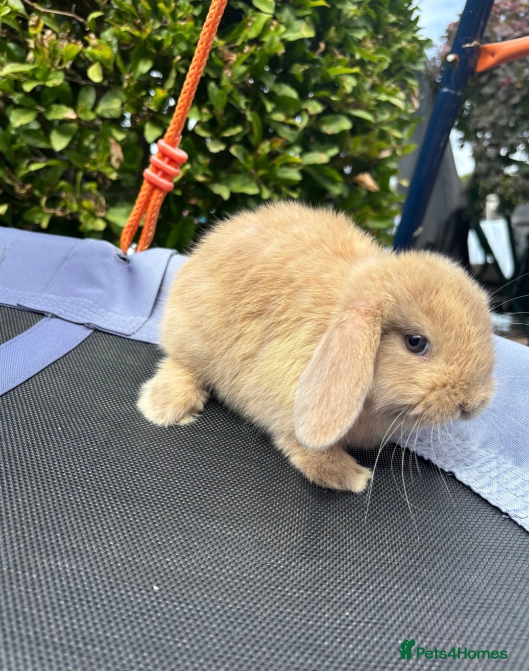 Mini Lop rabbits for sale: Purebred mini lop male - Image 3