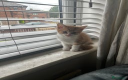 Mixed Breed cats for sale: Mixed breed kittens - Image 5