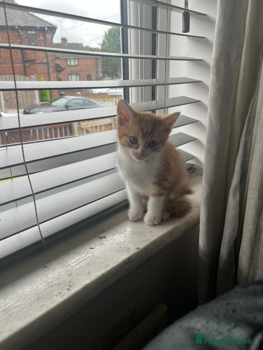 Mixed Breed cats for sale: Mixed breed kittens - Image 5
