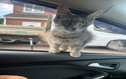 Maine Coon cats for sale: Maine Coon X - 5 Boys & 1 Girl - Image 7