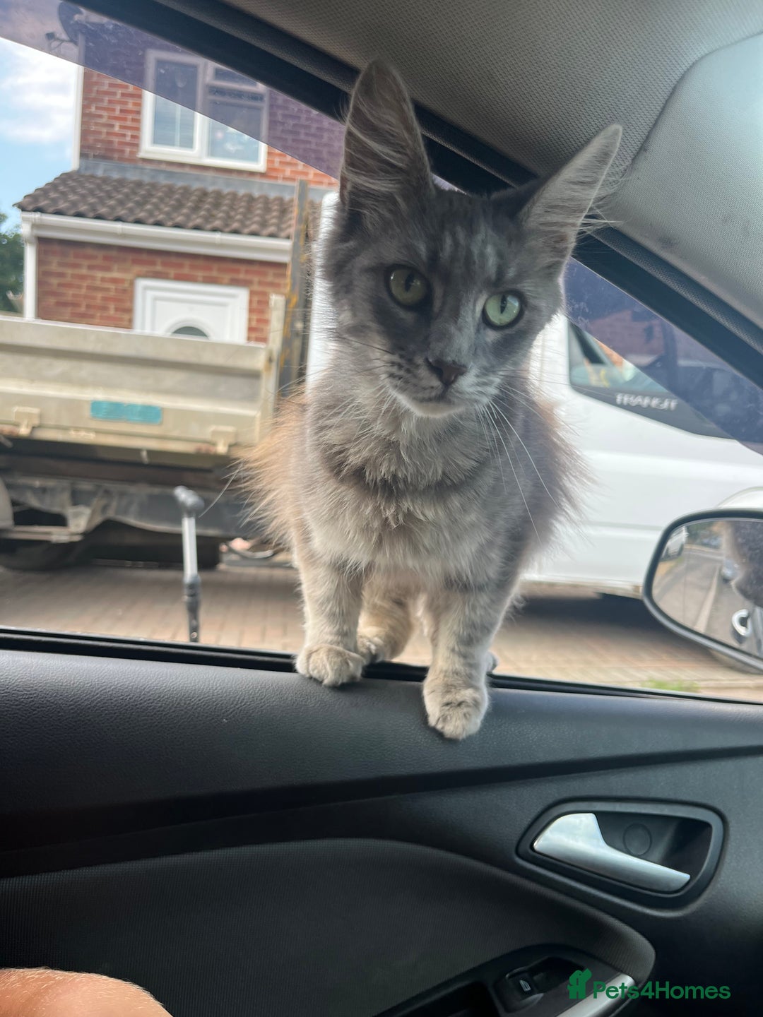 Maine Coon cats for sale: Maine Coon X - 5 Boys & 1 Girl - Image 7