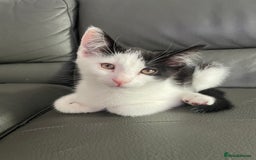 Domestic Shorthair cats for sale: kittens for sale (12 weeks old) - Image 3