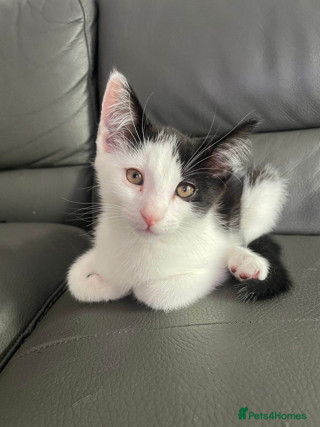 Domestic Shorthair cats for sale: kittens for sale (12 weeks old) - Image 3