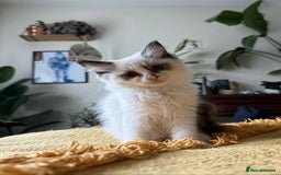Ragdoll cats for sale:  Charming and fluffy Female Ragdoll Kittens - Image 3