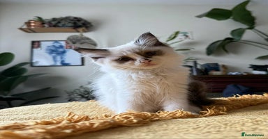 Ragdoll cats - Advert 8