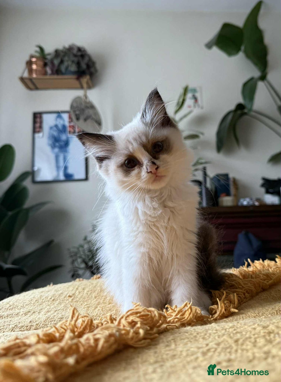 Ragdoll cats for sale:  Charming and fluffy Female Ragdoll Kittens - Image 3