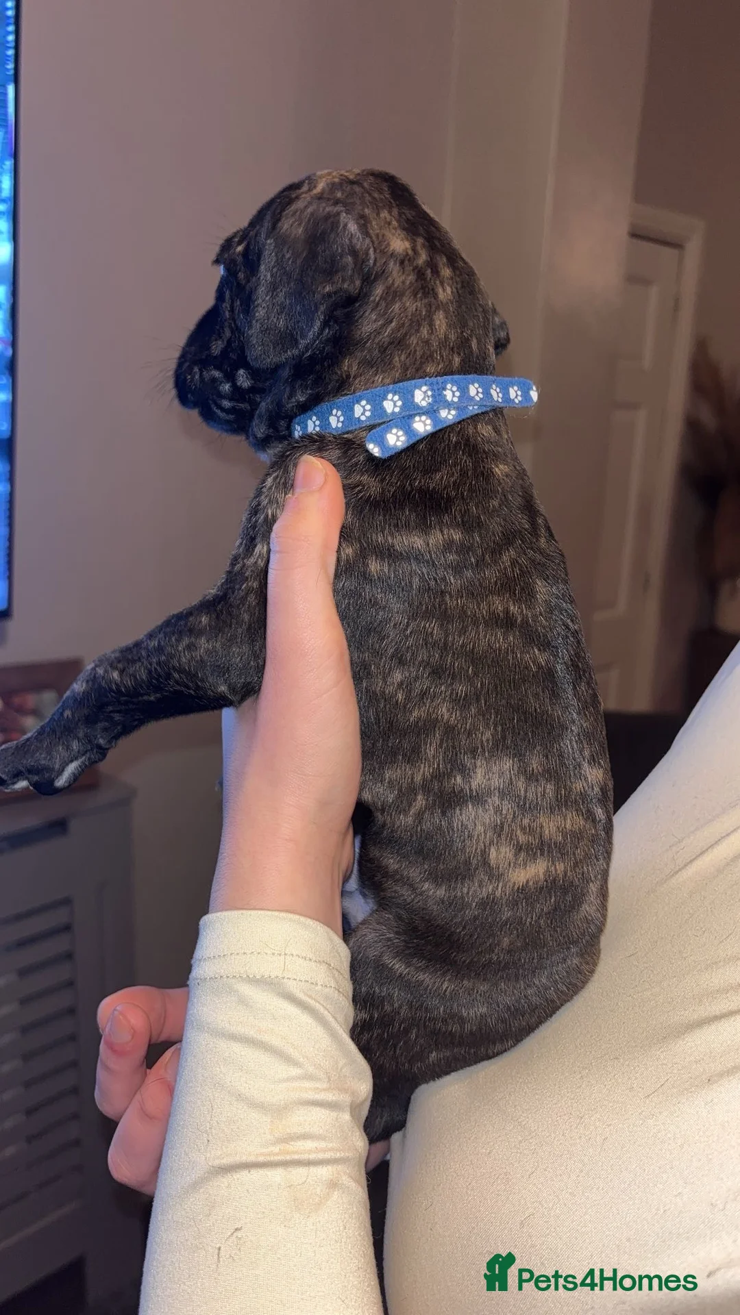 Mixed Breed dogs for sale: Stunning Cane Corso x Presa Canario Puppies  - Advert 19