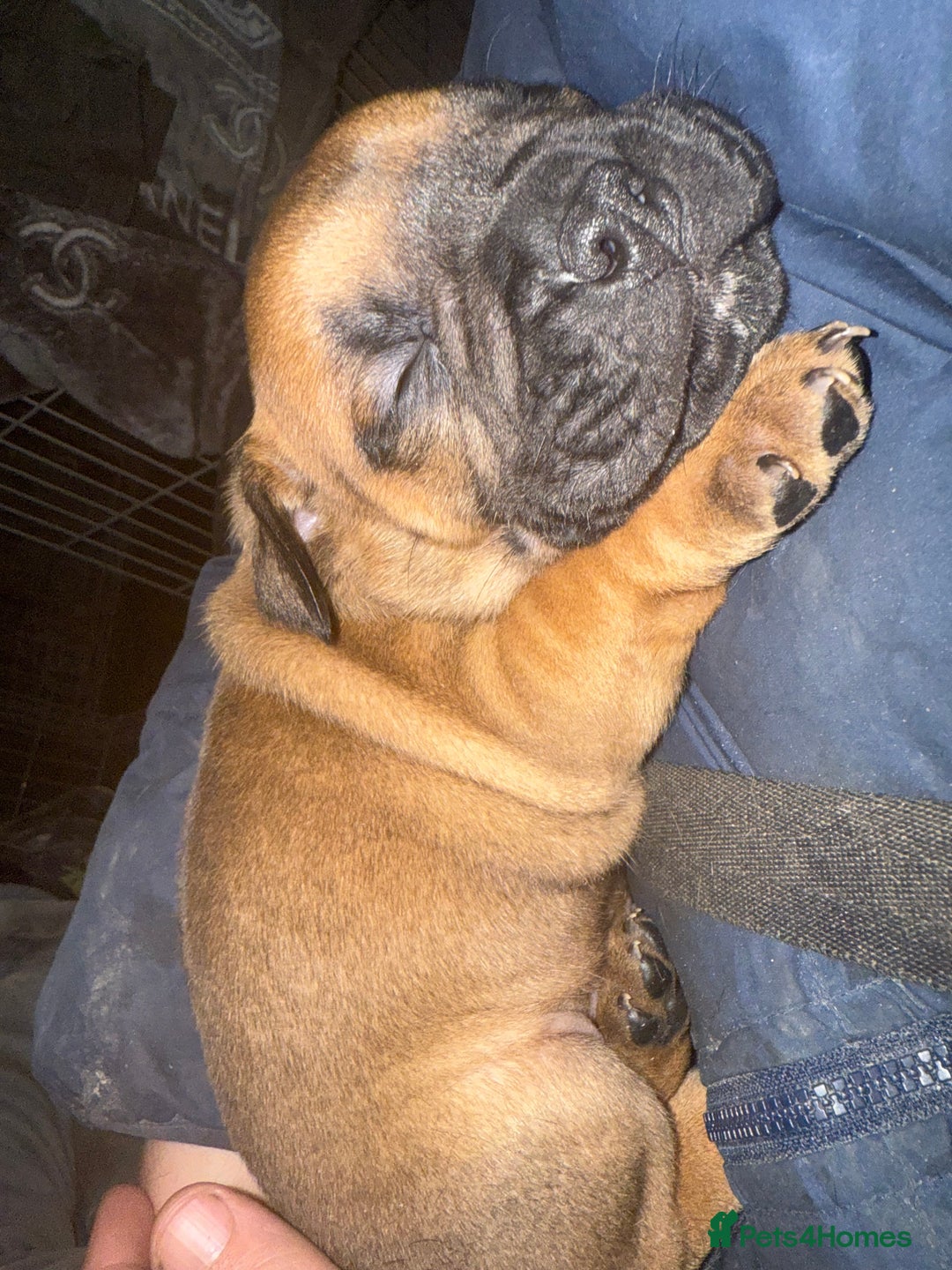 Mixed Breed dogs for sale: English bulldog x staff  - Advert 9