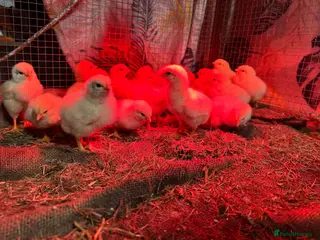 Chickens poultry Beautiful Light sussex chicks - Advert 11