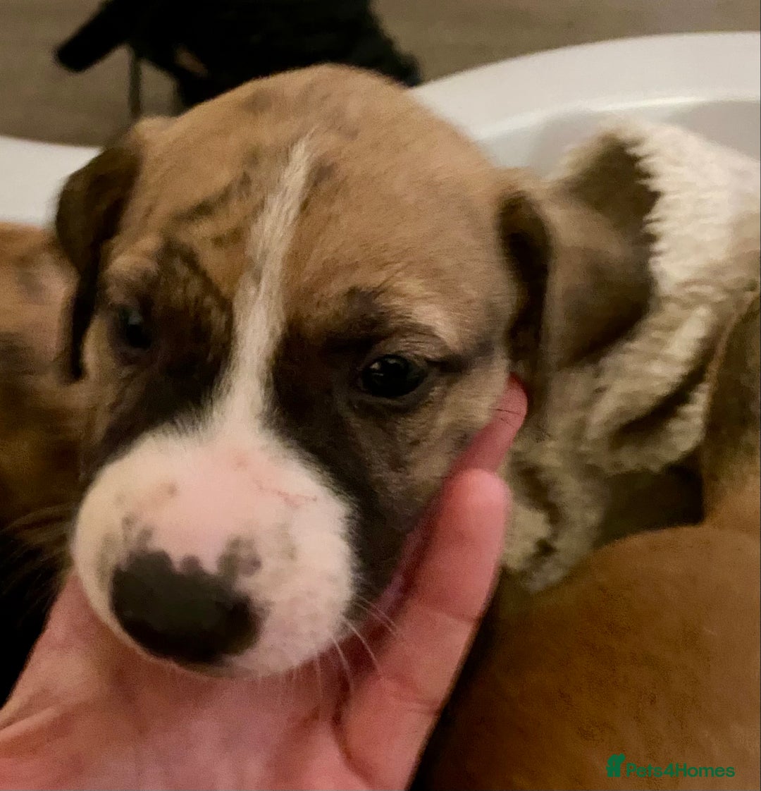 Lurcher dogs for sale: Fantastic bred lurcher puppies. Bull x - Advert 5