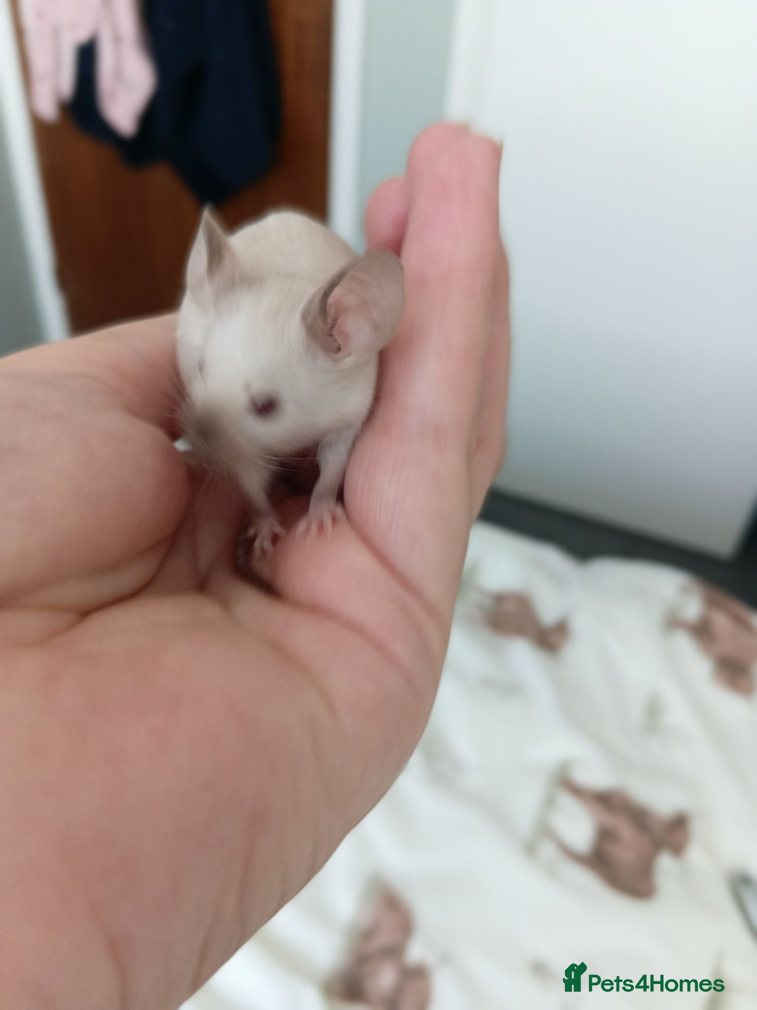 Mouse rodents Baby Siamese mice for sale 6wks old  - Advert 1