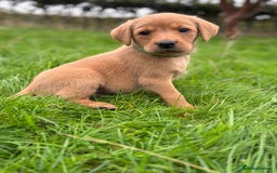 Labrador Retriever dogs for sale: Fox Red Labrador Retrievers - Image 10