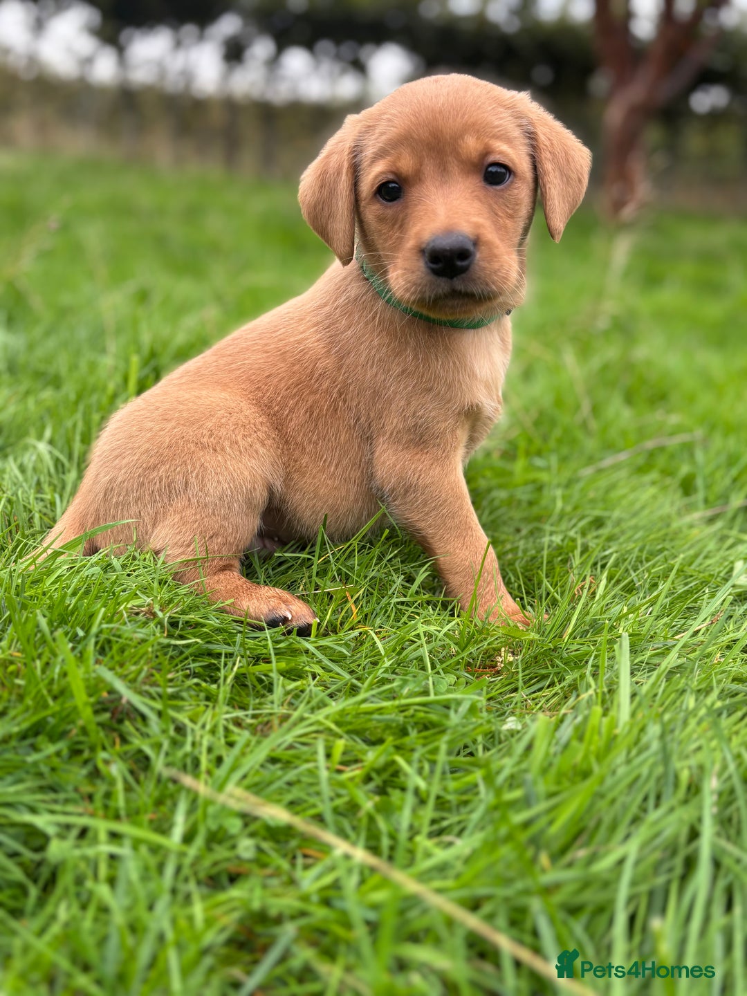 Labrador Retriever dogs for sale: Fox Red Labrador Retrievers - Image 10