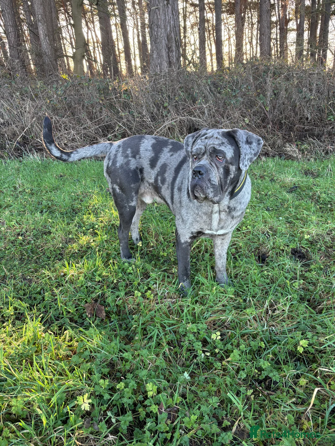 Cane Corso dogs for stud: Zues  in Bedlington - Advert 4