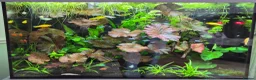 Other/Mixed Breed fish for sale: Fishtank complete with fish - Advert 10