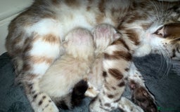 Bengal cats for sale: Snow Bengal baby’s  - Image 1
