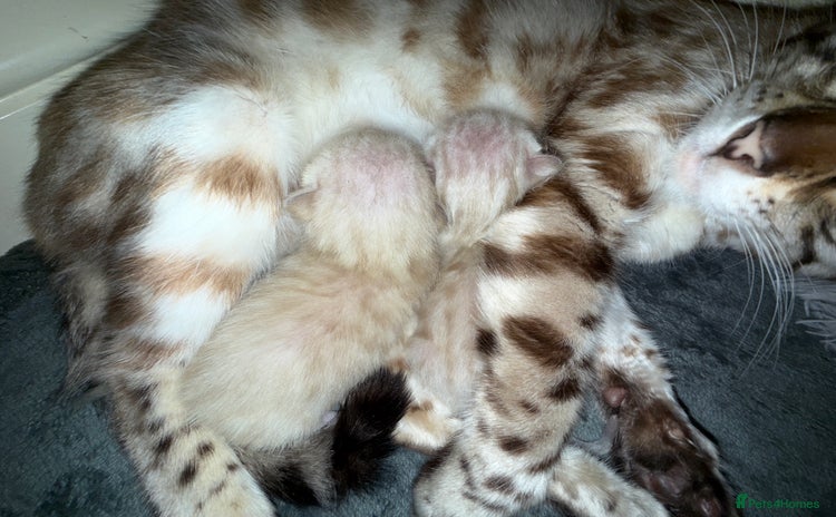 Bengal cats - Advert 3