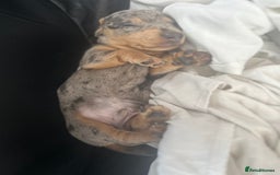 Miniature Dachshund dogs for sale: Stunning rare Miniature Dachshunds - Image 12