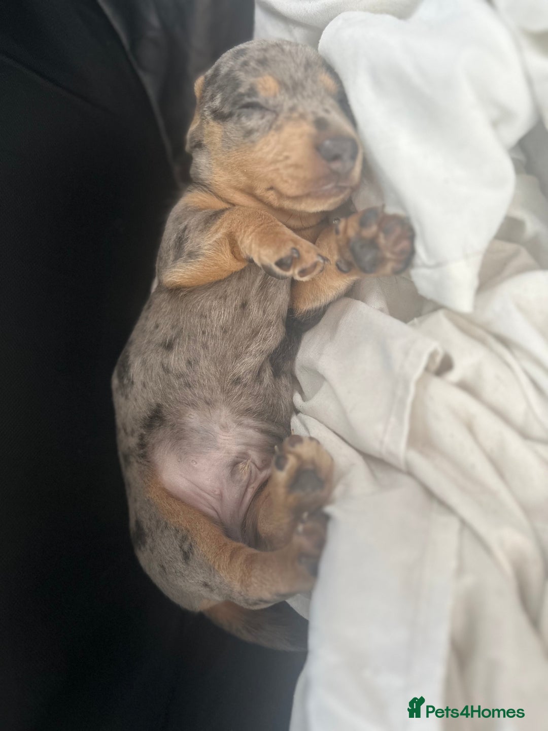 Miniature Dachshund dogs for sale: Stunning rare Miniature Dachshunds - Image 12