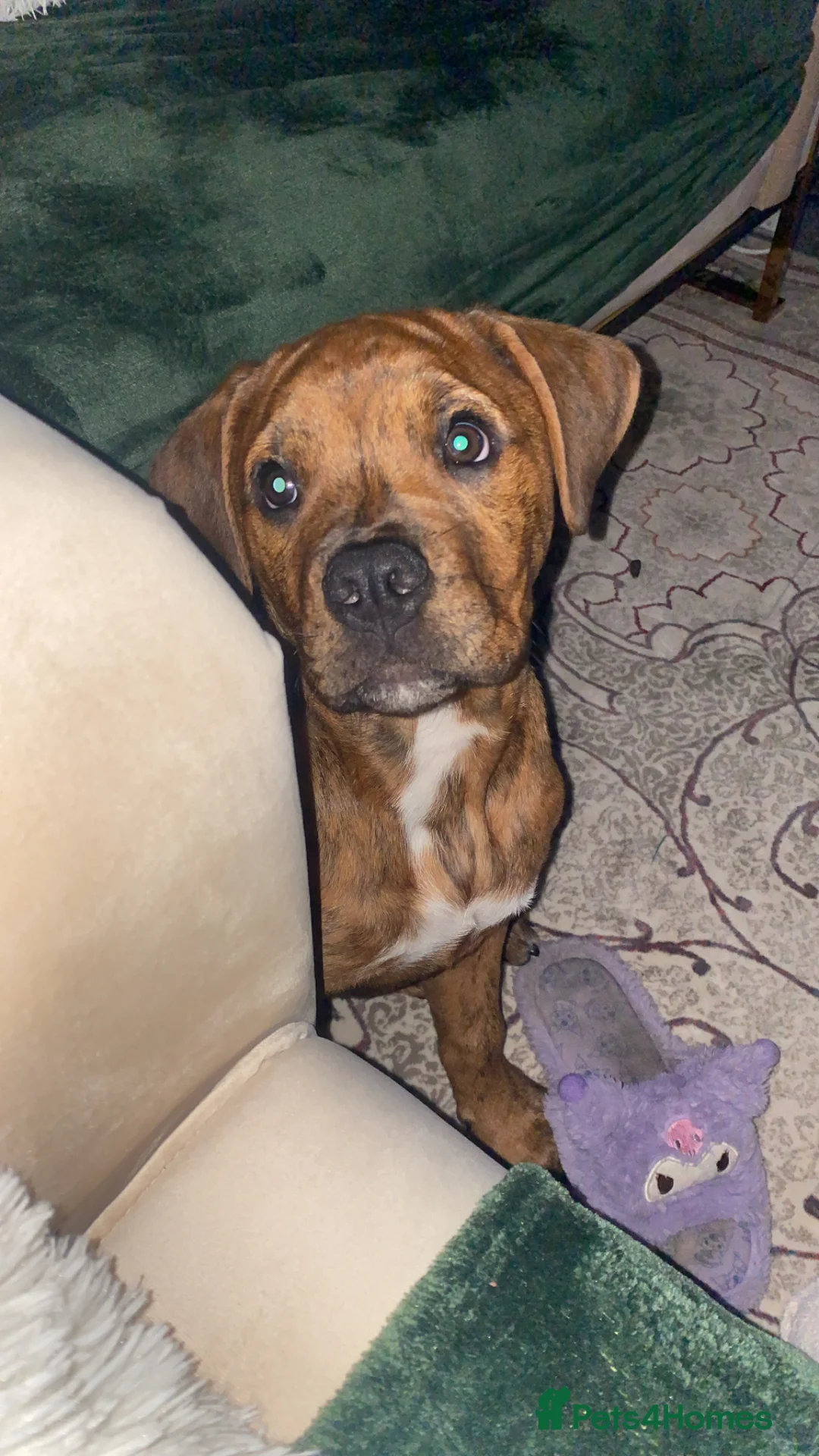 Mixed Breed dogs for sale: Katsu - Advert 2
