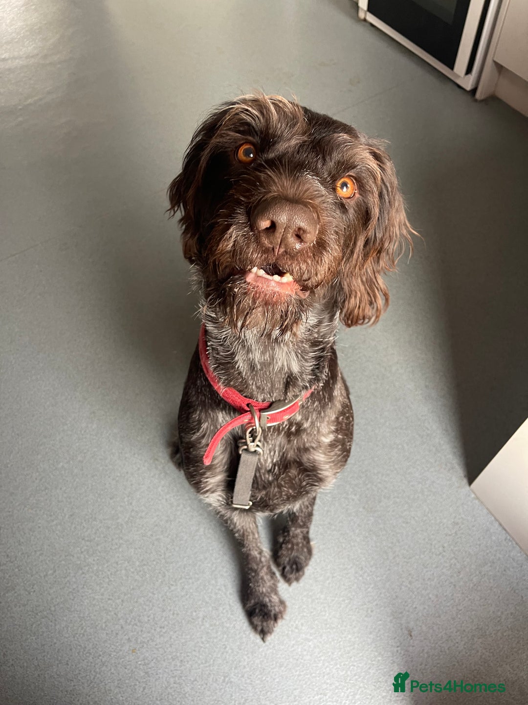 German Wirehaired Pointer dogs for sale: Wonderful family dog in York - Advert 3