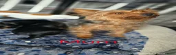 Yorkshire Terrier dogs for sale: Beautiful Yorkshire terrier puppies  in Manchester - Advert 7