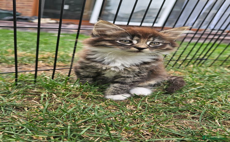 Persian cats - Advert 1