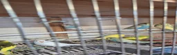 Budgerigars birds for sale: Beautiful baby budgies  in Oakham - Advert 6