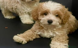 Maltipoo dogs for sale: Adorable F1 Maltipoo Puppies - Image 3