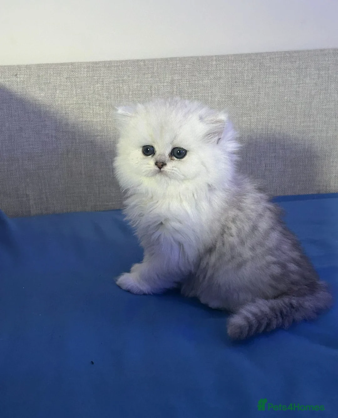 Persian cats for sale: Persion chinchilla kittens - Advert 2