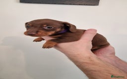 Dachshund dogs for sale: Miniature Smooth Haired Dachshund Puppies - Image 13