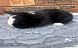 Mini Lop rabbits for sale: Pure mini lops  - Image 13