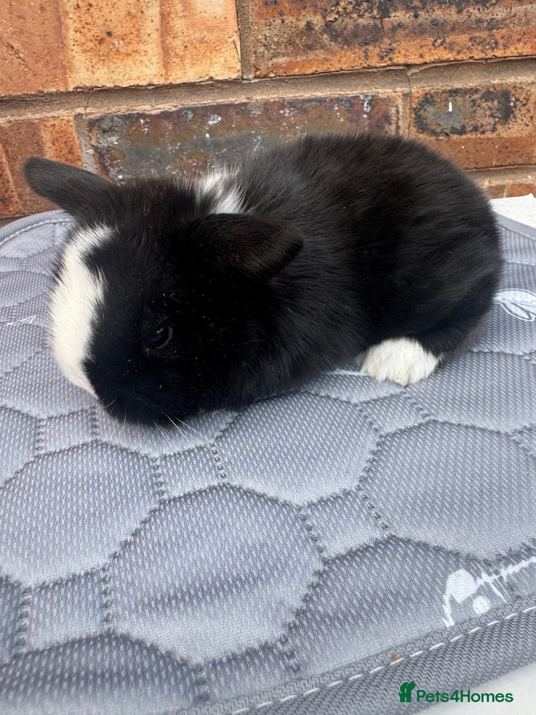Mini Lop rabbits for sale: Pure mini lops  - Image 13