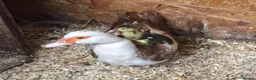 Ducks poultry for sale: Muscovy Duck hatching eggs in Nottingham - Advert 7