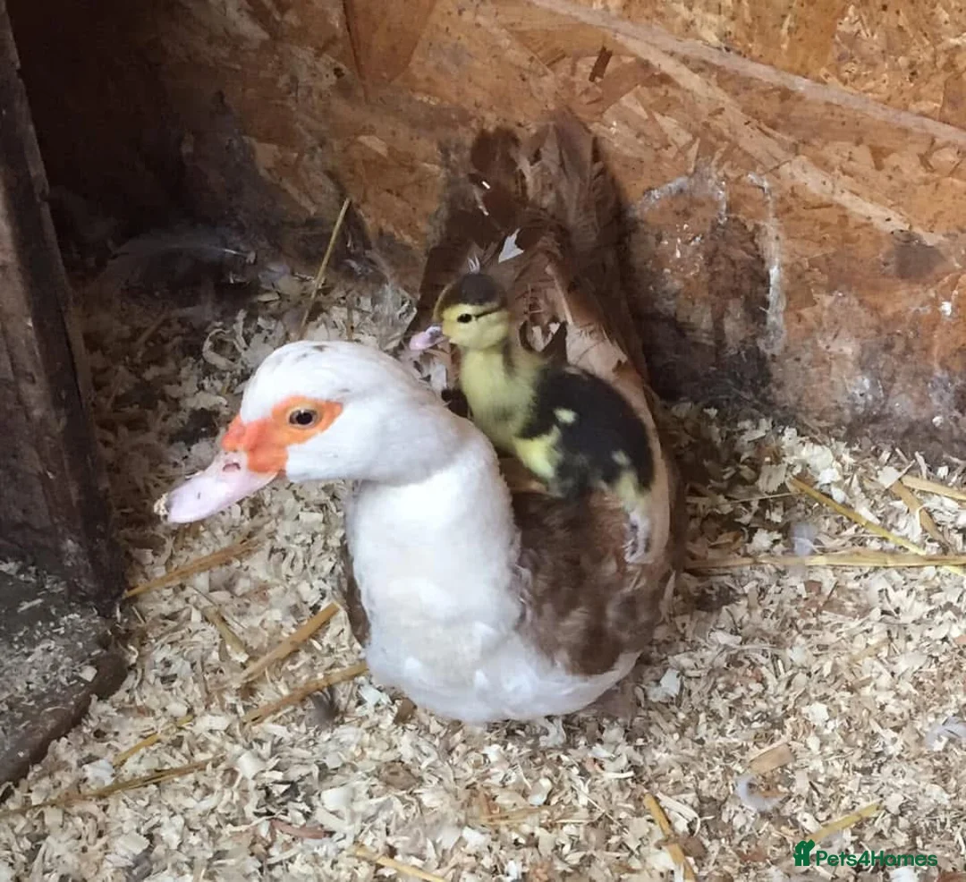 Ducks poultry for sale: Muscovy Duck hatching eggs in Nottingham - Advert 7