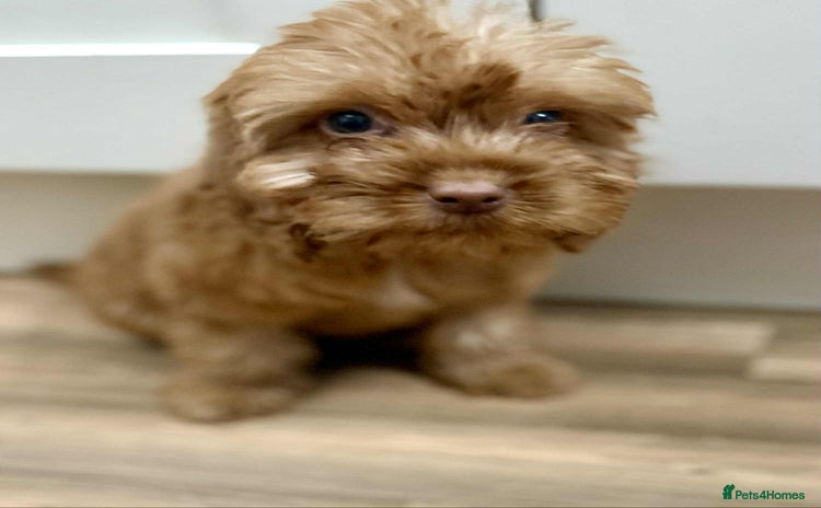 Cockapoo dogs - Advert 1