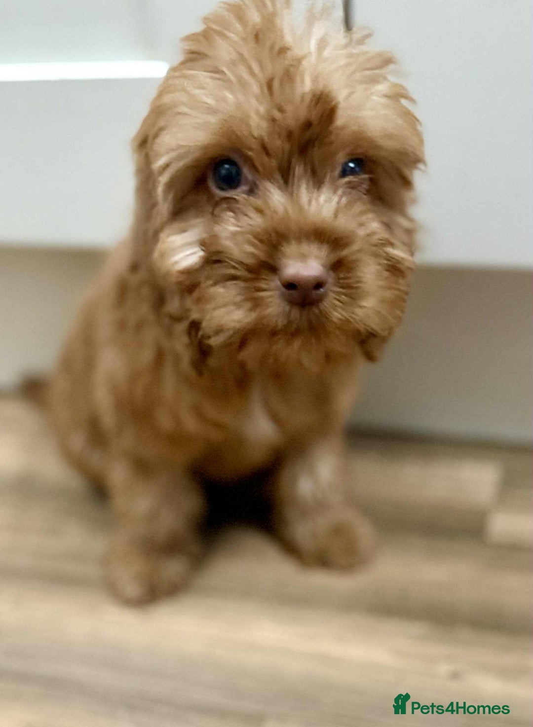 Cockapoo dogs for sale: Rehomed biscuits looking for 5*home - Image 1