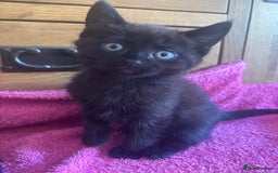 Mixed Breed cats for sale: Ready!!!! Mixed British shorthair kittens - Image 15