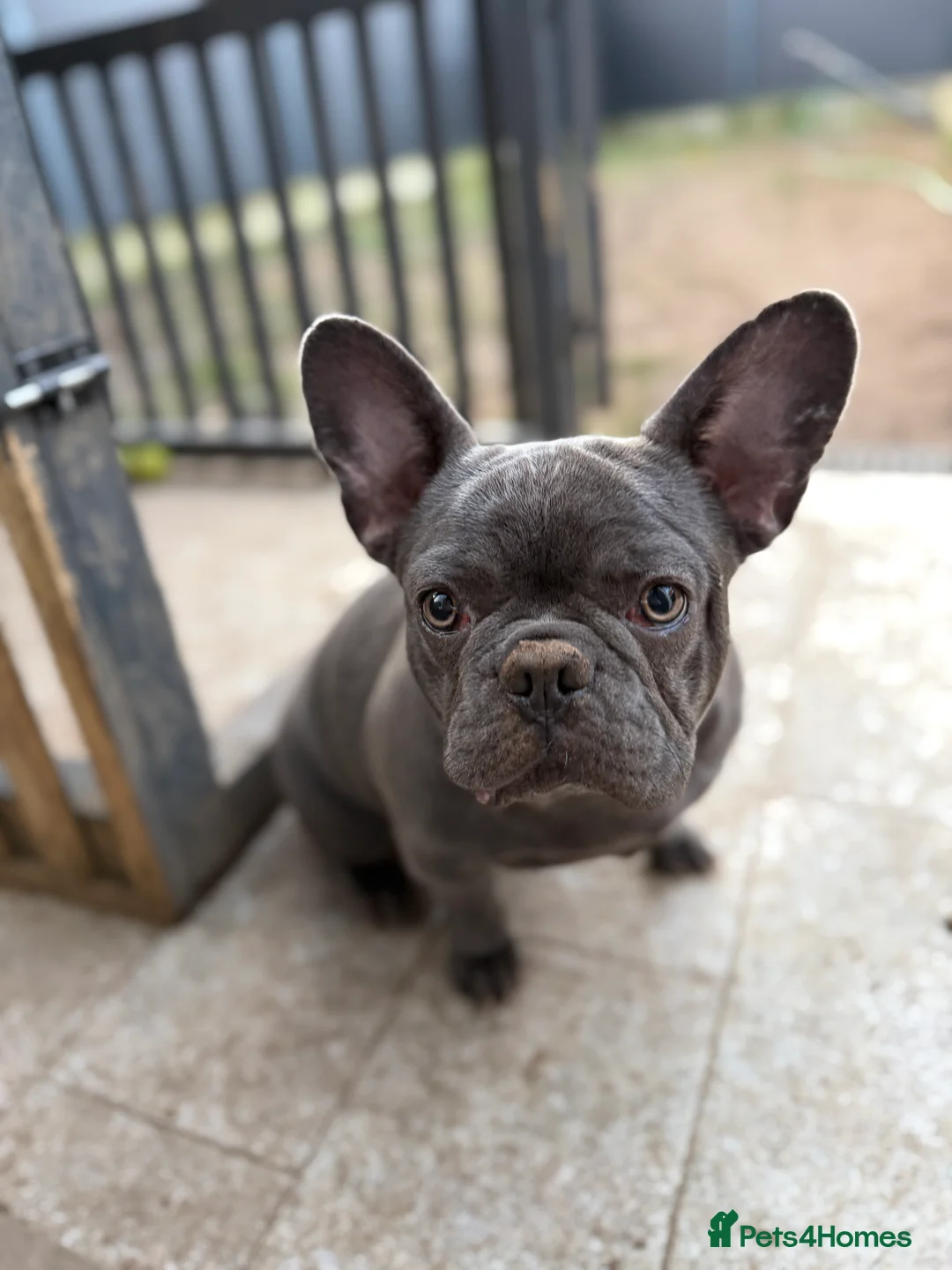 French Bulldog dogs for sale: French bulldogs puppies  in Doncaster - Advert 6