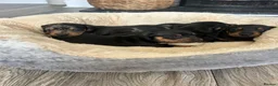 Miniature Dachshund dogs for sale: Miniature dachshund puppies - Advert 7