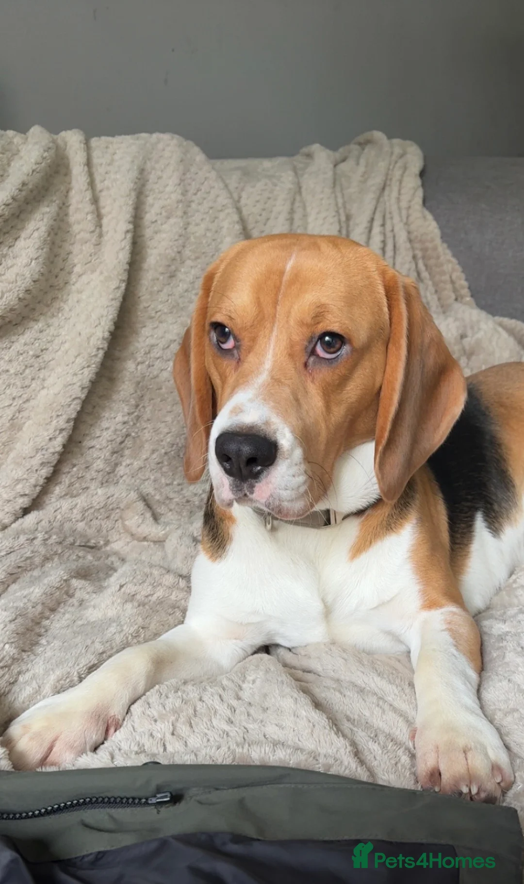 Beagle dogs for sale: Boy beagle  - Advert 2